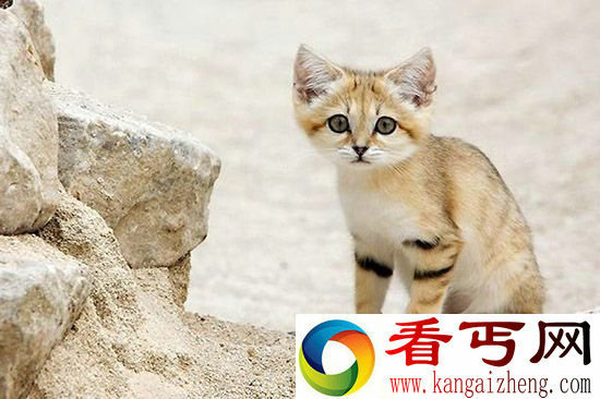 来自沙漠的喵星人!濒临灭绝的天然萌沙猫