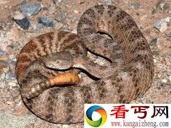 十大毒性最强蛇类盘点 眼镜蛇都没资格上榜