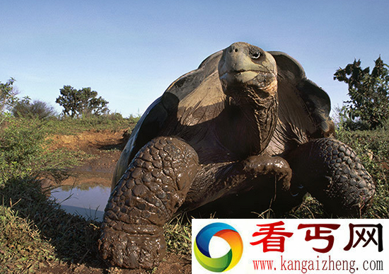十大动物界寿星盘点 排在第一位的竟然是它