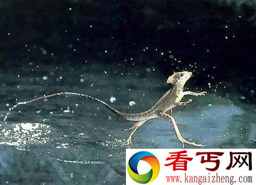 动物七大独特行走方式盘点 蜥蜴绝学水上漂