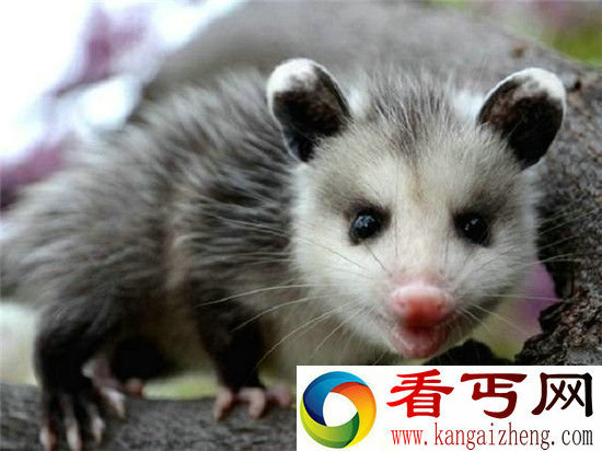 盘点动物世界十大谣传红色会使公牛发疯?