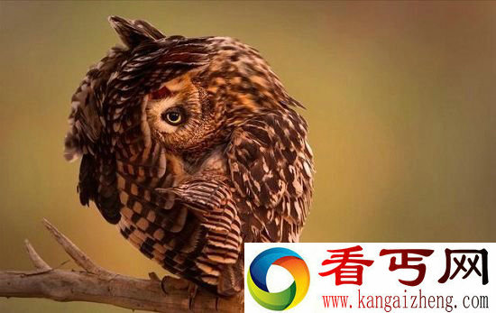 动物们十大囧萌瞬间 害羞撒娇萌物出没
