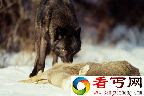 自然界不同物种间十大合作行为 同进退共患难