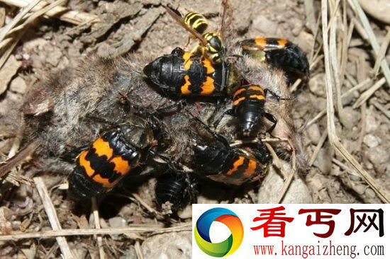 自然界不同物种间十大合作行为 同进退共患难