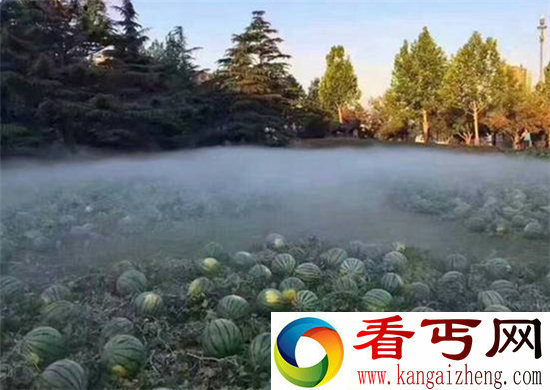 中央美院铺满西瓜烟雾缭绕似仙境 网友调侃西瓜开会