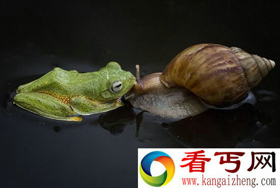 组图摄影师抓拍印尼多情青蛙“献吻”小蜗牛