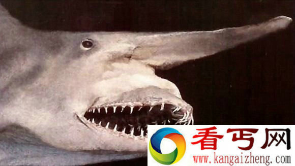 盘点十大最怪异海洋生物 还记得奥特曼里面的怪兽吗?
