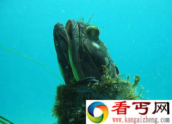 盘点十大最怪异海洋生物 还记得奥特曼里面的怪兽吗?