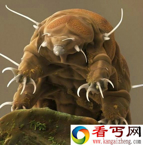 盘点十大最怪异海洋生物 还记得奥特曼里面的怪兽吗?