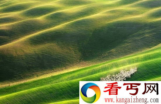 意大利托斯卡纳 草地羊群美到令人窒息