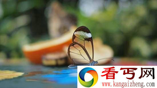 奇趣动物!如透明玻璃般