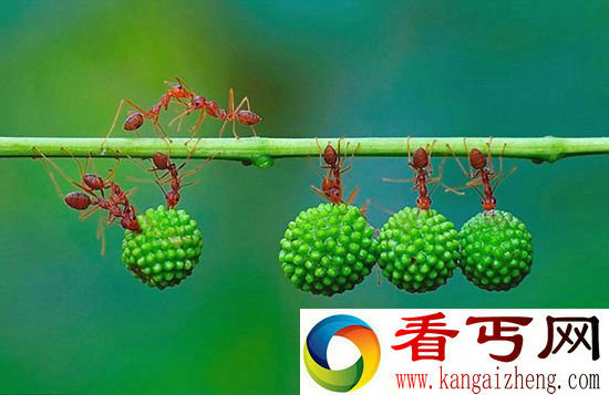 团结就是力量!蚂蚁搬运果实展现惊人协作力
