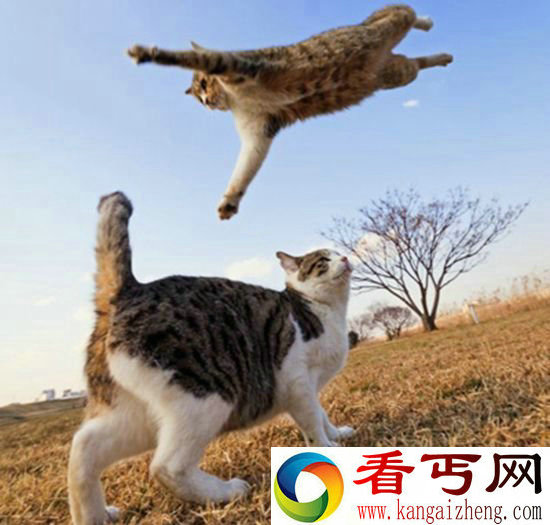 极为罕见摄影师抓拍 无敌飞天猫竟似忍者