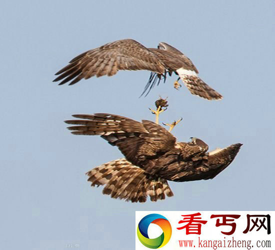 美国摄影师捕捉 罕见白尾鹞高空换食瞬间