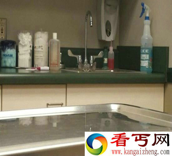 喵星人去看兽医 为了躲兽医使浑身解数