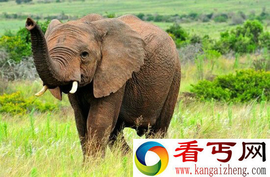 不可不惧！盘点六大难以置信的动物杀手(图)