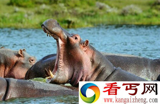 不可不惧！盘点六大难以置信的动物杀手(图)