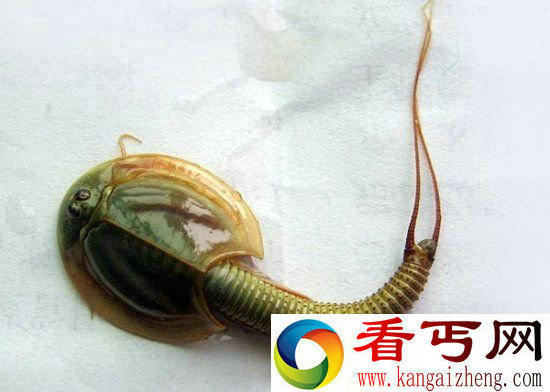 全球罕见十大怪异动物 神话传说中的杀人怪兽