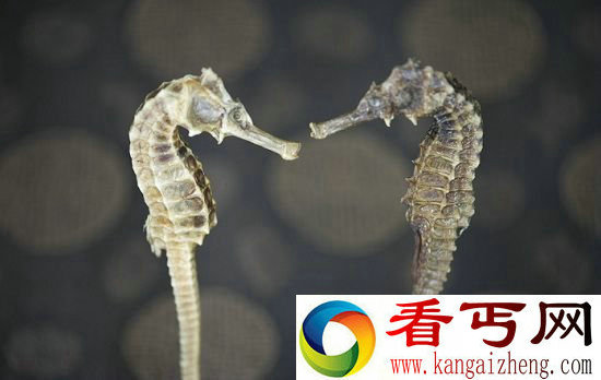 动物十大奇特性生活 床虫交配刺穿雌虫