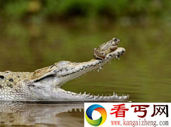 聪明!小青蛙安然在鳄鱼鼻尖 最终机智巧逃生