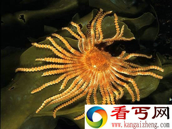 神奇!长着超过50条腕的奇特海星