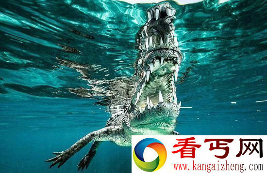 摄影师意外遭遇咸水鳄 拍下一组超恐怖的鳄鱼照片 