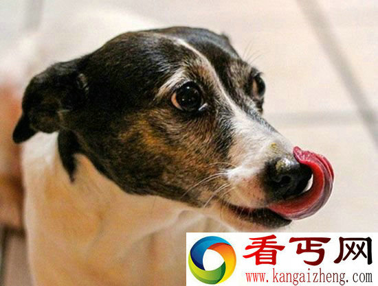 卖萌!外国狗主人集体晒狗狗吃花生酱