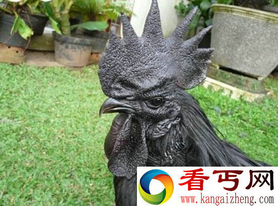 腹黑!价值2500美元的纯黑 “兰博鸡尼”