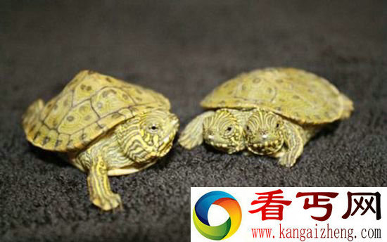 美国惊现连体双头龟 科学家环境恶化造成