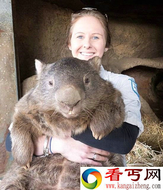 重大60斤重老鼠 成世界最大的“袋熊”