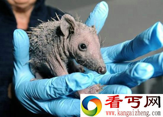 英国救援医院收治奇怪刺猬 掉光尖刺只剩皮肉