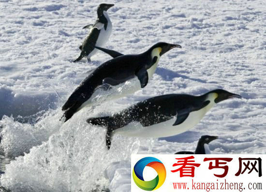 调皮!南极企鹅玩接龙鱼跃跳 上浮冰真可爱