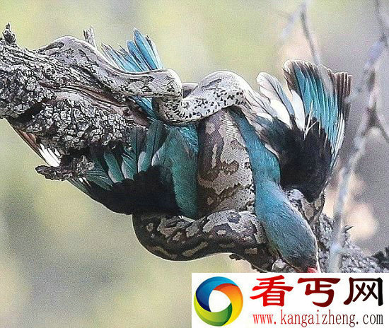 南非巨蟒猎杀翠鸟 一口吞下勘称秒杀