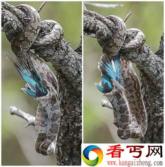 南非巨蟒猎杀翠鸟 一口吞下勘称秒杀