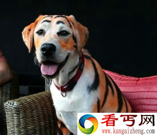 为给侄女庆生 拉布拉多犬被染色变“老虎犬”