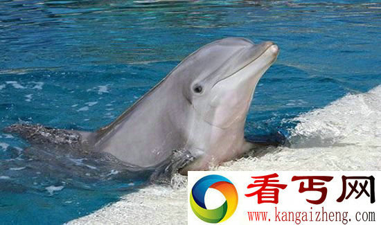 动物世界最神秘动物杀手宽吻海豚激情杀人