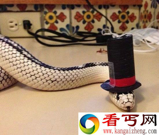 论帽子的重要性!昔日恐怖蛇类一秒变呆萌