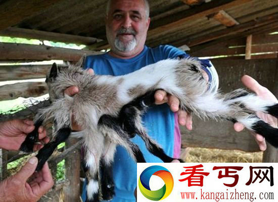 惊诧!克罗地亚农场一只雌雄同体的八腿山羊