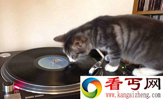 爱尔兰"DJ小猫“网络蹿红 引数完粉丝点赞