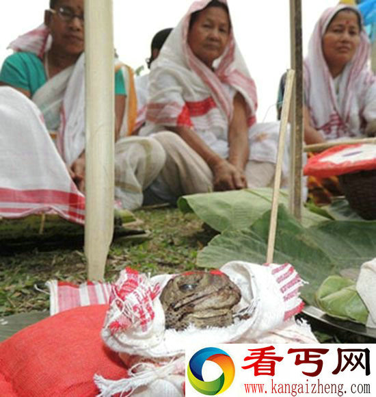 印度女子举办“青蛙婚礼” 只为缺水时节祈雨