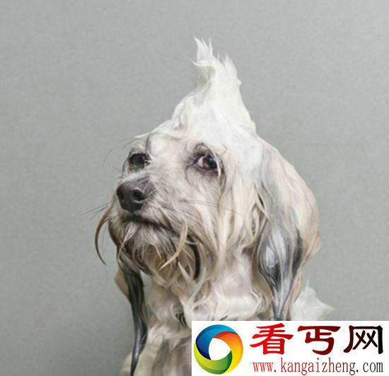 好羞射!摄影师拍摄狗狗洗澡照 萌颤人心