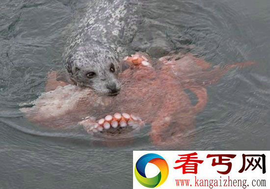 海豹活吞巨型章鱼 激斗十几分钟才下肚