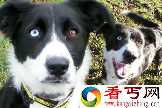 异色瞳！英国牧羊犬因两只眼睛不同色 无人认领