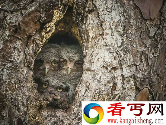 组图摄影师拍摄猫头鹰 神奇伪装术与周围融为一体