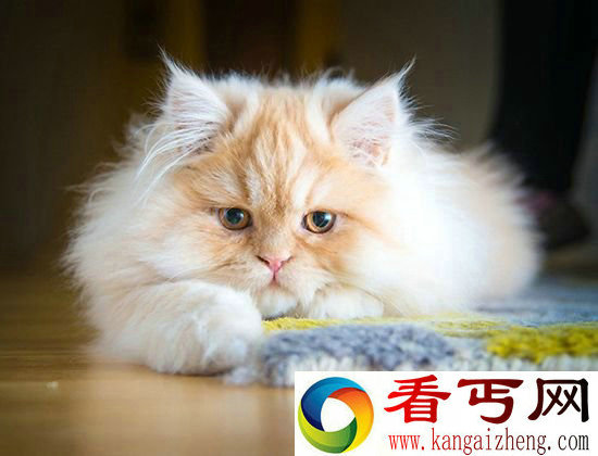 萌态万千!安德鲁拍摄喵星人表情合集
