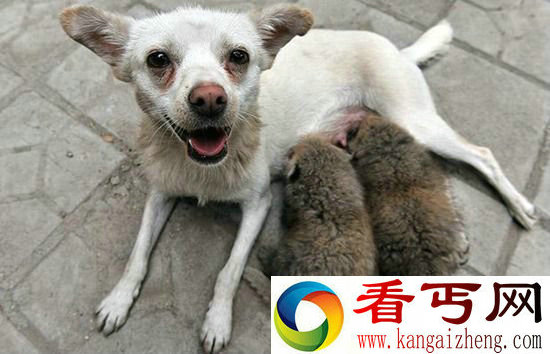 组图动物们乱套了 你们这样真的好吗