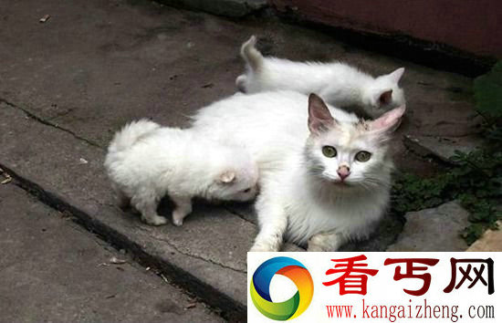 组图动物们乱套了 你们这样真的好吗