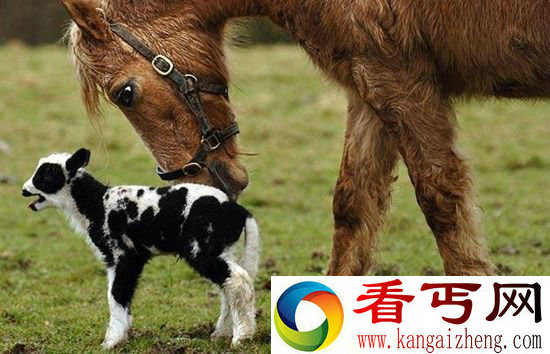 组图动物们乱套了 你们这样真的好吗