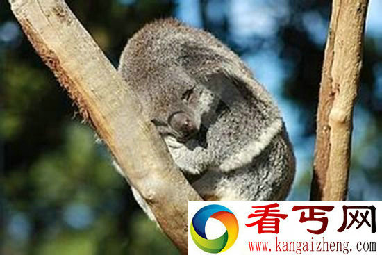 动物世界睡神 考拉一觉睡二十个小时