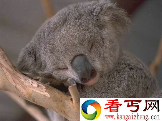 动物世界睡神 考拉一觉睡二十个小时